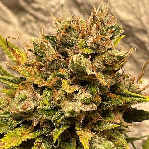 Mimosa Cake 🍰 4 - #1 - 42 Fast Buds growlog timeline photo