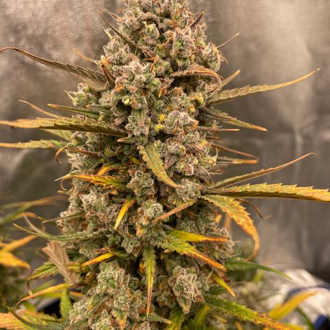 Mimosa Cake 🍰 3 - #1 - 42 Fast Buds growlog timeline photo