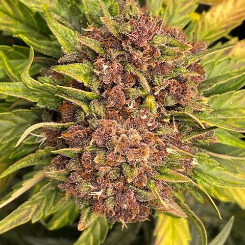 Purple Punch 🥊 2 - #1 - 42 Fast Buds growlog timeline photo