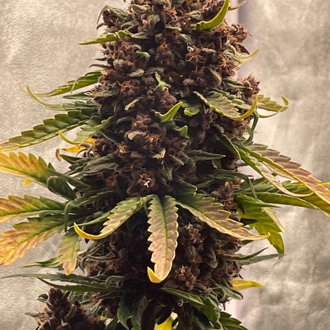 Purple Punch 🥊 2 - #1 - 42 Fast Buds growlog timeline photo