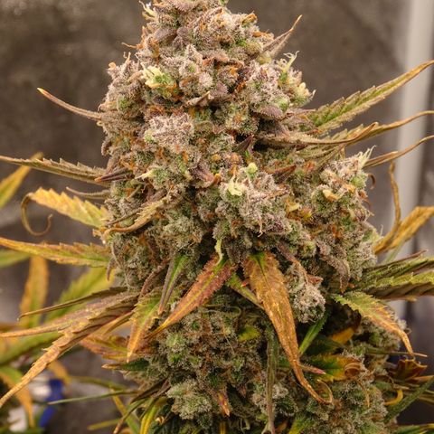 Mimosa Cake 🍰 3 - #1 - 42 Fast Buds growlog timeline photo