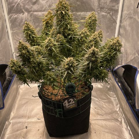 Mimosa Cake 🍰 4 - #1 - 42 Fast Buds growlog timeline photo