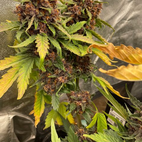 Purple Punch 🥊 2 - #1 - 42 Fast Buds growlog timeline photo