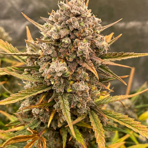 Mimosa Cake 🍰 3 - #1 - 42 Fast Buds growlog timeline photo