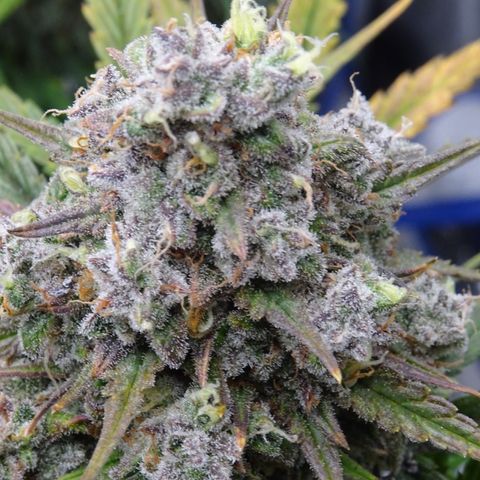 Mimosa Cake 🍰 3 - #1 - 42 Fast Buds growlog timeline photo