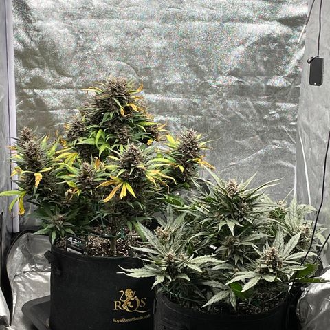 Purple Punch 🥊 3 - #1 - 42 Fast Buds growlog timeline photo