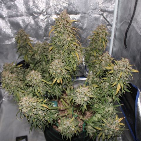 Mimosa Cake 🍰 3 - #1 - 42 Fast Buds growlog timeline photo