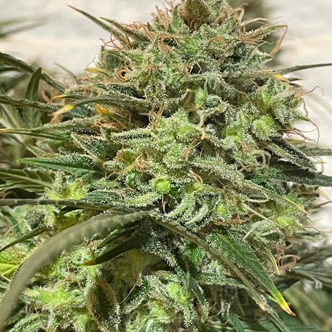 Mimosa Cake 🍰 4 - #1 - 42 Fast Buds growlog timeline photo