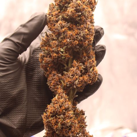 Purple Punch 🥊 2 - #1 - 42 Fast Buds growlog timeline photo