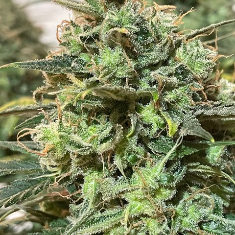 Mimosa Cake 🍰 4 - #1 - 42 Fast Buds growlog timeline photo