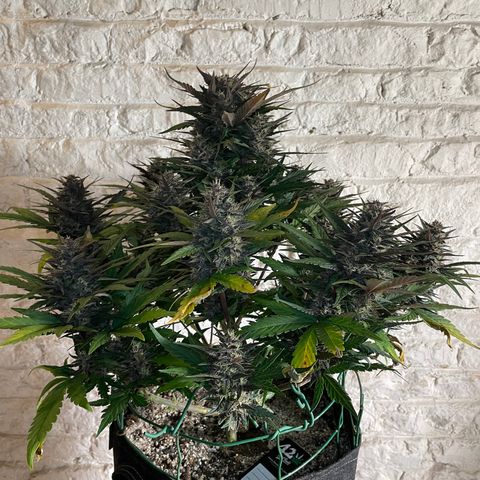 Purple Punch 🥊 3 - #1 - 42 Fast Buds growlog timeline photo