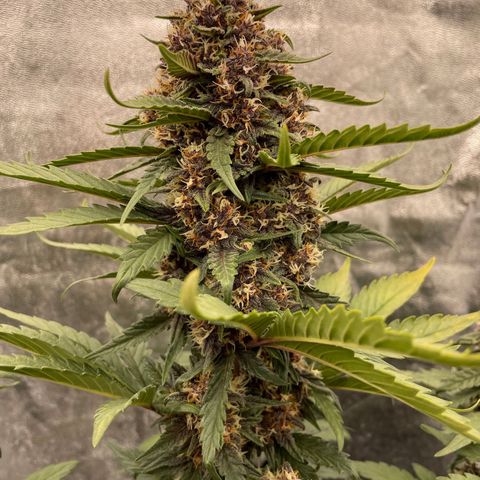 Purple Punch 🥊 2 - #1 - 42 Fast Buds growlog timeline photo