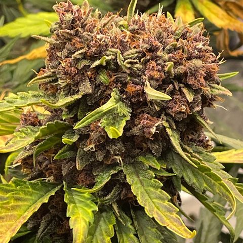 Purple Punch 🥊 2 - #1 - 42 Fast Buds growlog timeline photo