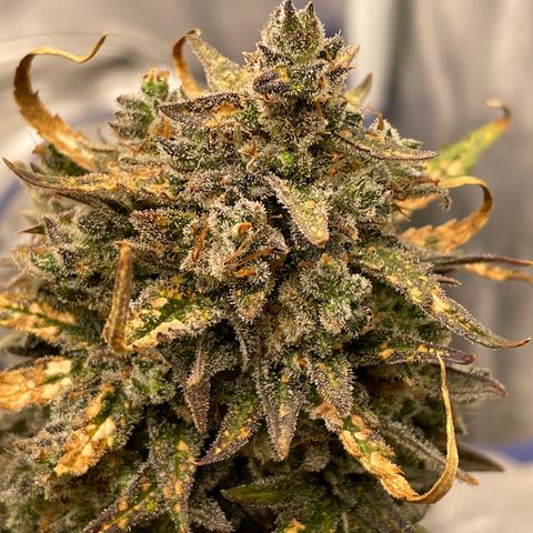 Mimosa Cake 🍰 2 - #1 - 42 Fast Buds growlog timeline photo