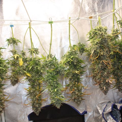 Mimosa Cake 🍰 3 - #1 - 42 Fast Buds growlog timeline photo