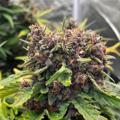 Purple Punch 🥊 2 - #1 - 42 Fast Buds growlog timeline photo
