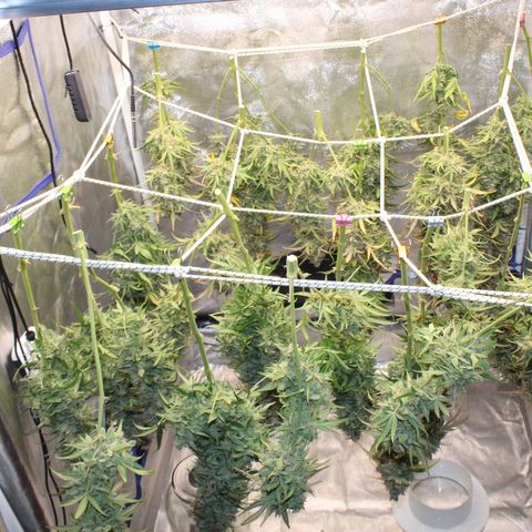 Mimosa Cake 🍰 3 - #1 - 42 Fast Buds growlog timeline photo