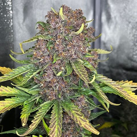 Purple Punch 🥊 2 - #1 - 42 Fast Buds growlog timeline photo