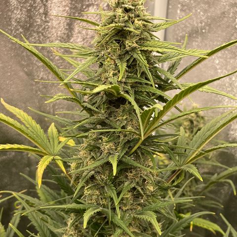 Mimosa Cake 🍰 4 - #1 - 42 Fast Buds growlog timeline photo