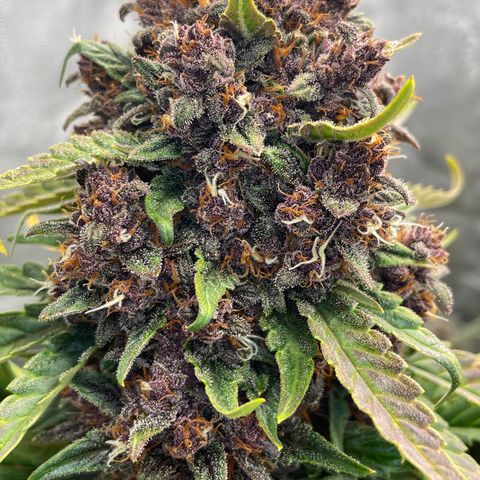Purple Punch 🥊 2 - #1 - 42 Fast Buds growlog timeline photo