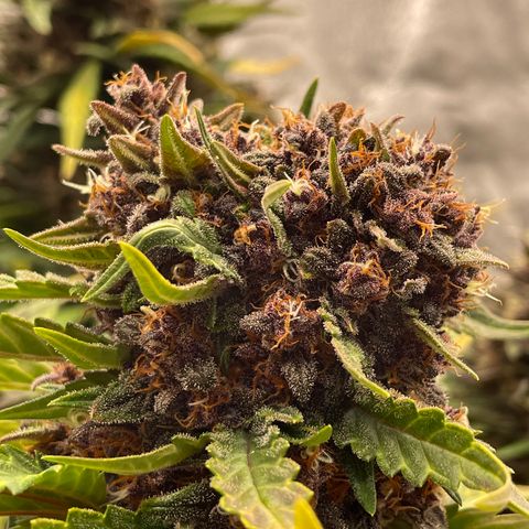 Purple Punch 🥊 2 - #1 - 42 Fast Buds growlog timeline photo