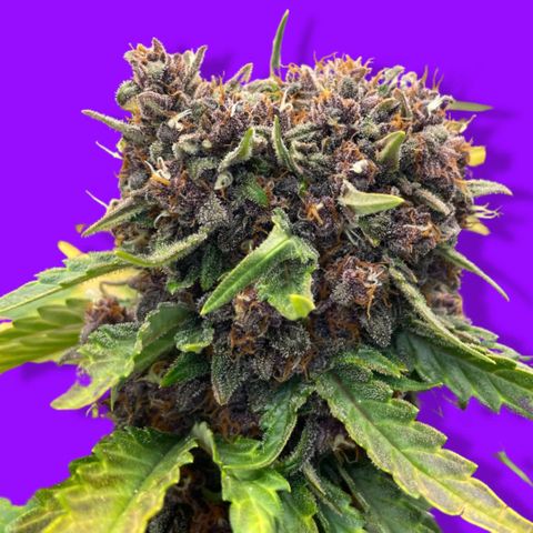 Purple Punch 🥊 2 - #1 - 42 Fast Buds growlog timeline photo