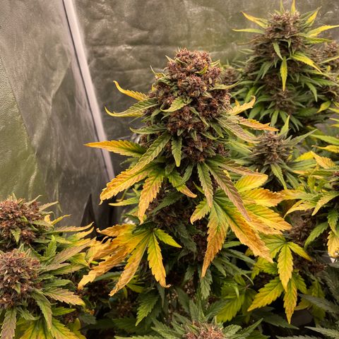 Purple Punch 🥊 2 - #1 - 42 Fast Buds growlog timeline photo