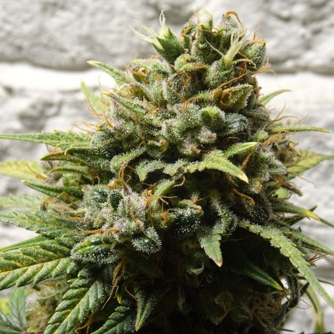 Mimosa Cake 🍰 4 - #1 - 42 Fast Buds growlog timeline photo