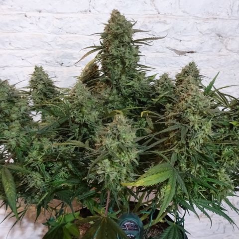 Mimosa Cake 🍰 4 - #1 - 42 Fast Buds growlog timeline photo