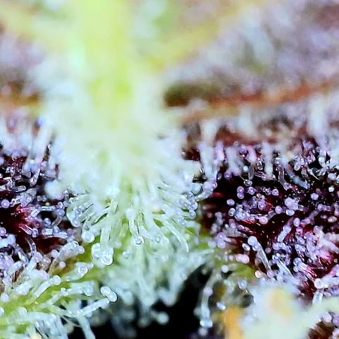 Purple Punch 🥊 2 - #1 - 42 Fast Buds growlog timeline photo