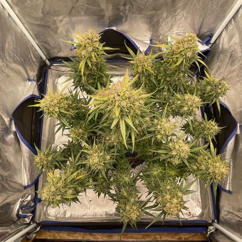 Mimosa Cake 🍰 4 - #1 - 42 Fast Buds growlog timeline photo