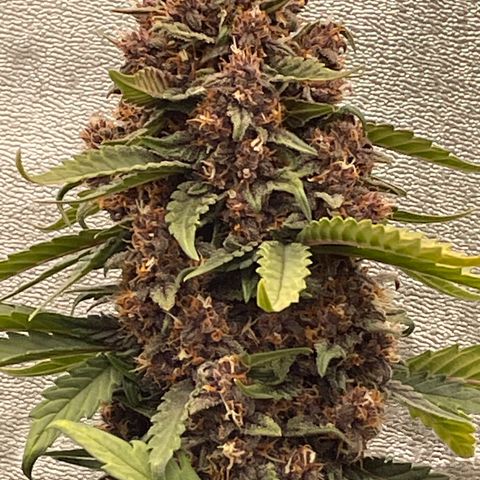 Purple Punch 🥊 2 - #1 - 42 Fast Buds growlog timeline photo