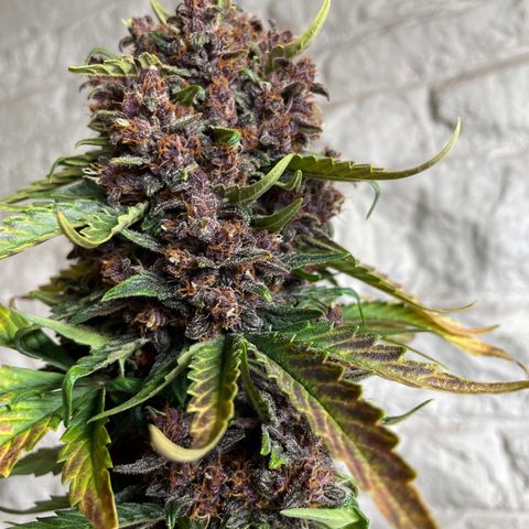 Purple Punch 🥊 2 - #1 - 42 Fast Buds growlog timeline photo