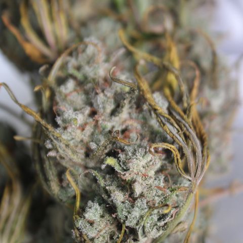 Mimosa Cake 🍰 4 - #1 - 42 Fast Buds growlog timeline photo