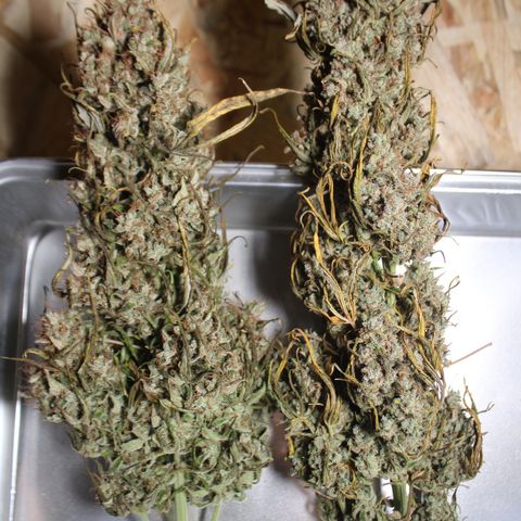 Mimosa Cake 🍰 4 - #1 - 42 Fast Buds growlog timeline photo