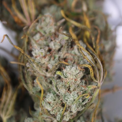Mimosa Cake 🍰 4 - #1 - 42 Fast Buds growlog timeline photo