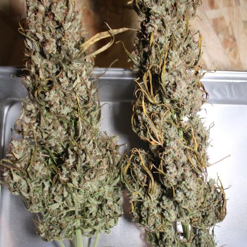 Mimosa Cake 🍰 4 - #1 - 42 Fast Buds growlog timeline photo