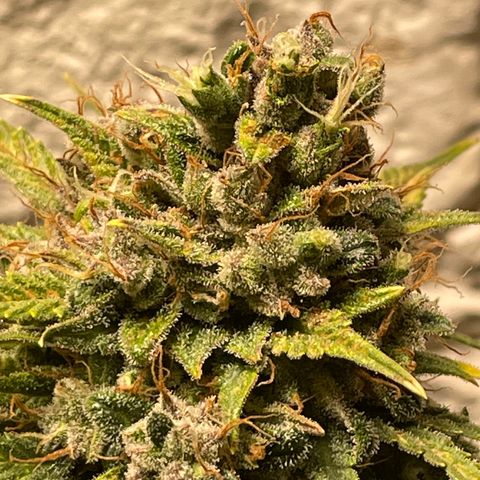 Mimosa Cake 🍰 4 - #1 - 42 Fast Buds growlog timeline photo