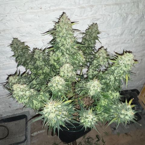 Mimosa Cake 🍰 4 - #1 - 42 Fast Buds growlog timeline photo