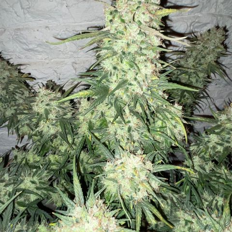 Mimosa Cake 🍰 4 - #1 - 42 Fast Buds growlog timeline photo