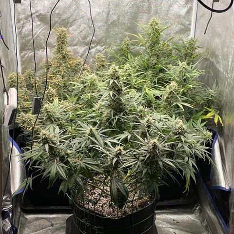 Mimosa Cake 🍰 4 - #1 - 42 Fast Buds growlog timeline photo