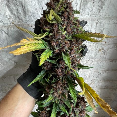 Purple Punch 🥊 2 - #1 - 42 Fast Buds growlog timeline photo