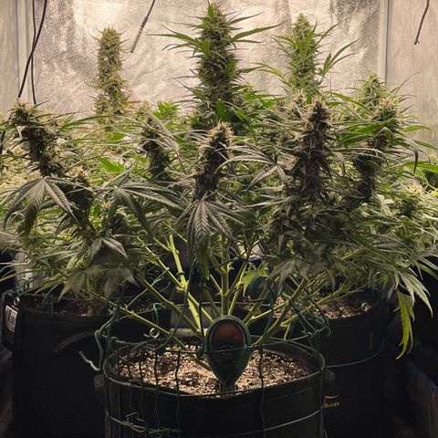 Mimosa Cake 🍰 4 - #1 - 42 Fast Buds growlog timeline photo