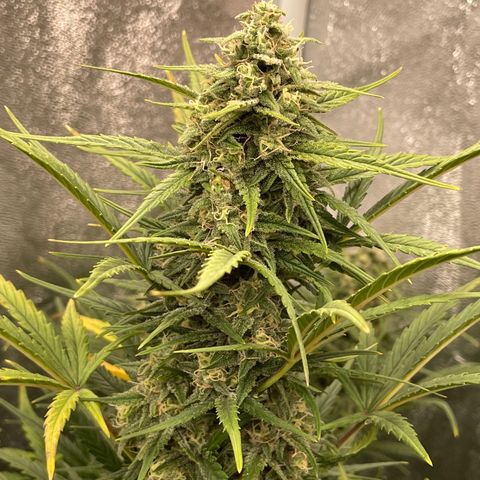 Mimosa Cake 🍰 4 - #1 - 42 Fast Buds growlog timeline photo