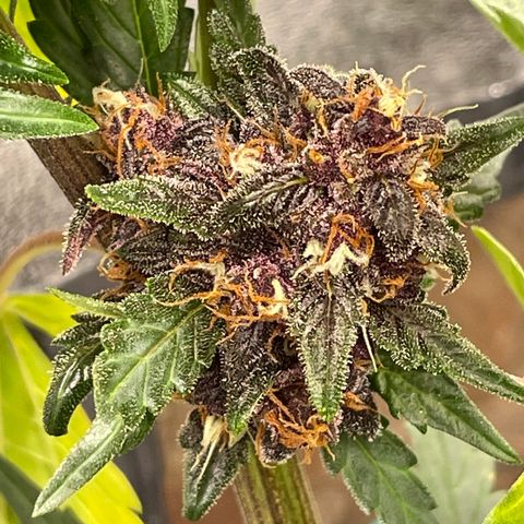 Purple Punch 🥊 2 - #1 - 42 Fast Buds growlog timeline photo