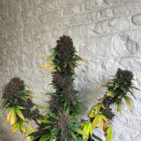 Purple Punch 🥊 2 - #1 - 42 Fast Buds growlog timeline photo