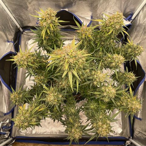 Mimosa Cake 🍰 3 - #1 - 42 Fast Buds growlog timeline photo