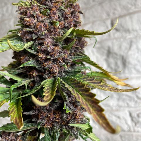 Purple Punch 🥊 2 - #1 - 42 Fast Buds growlog timeline photo