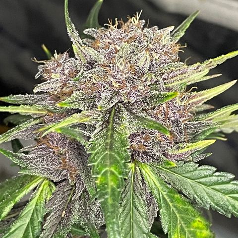 Purple Punch 🥊 1 - #1 - 42 Fast Buds growlog timeline photo
