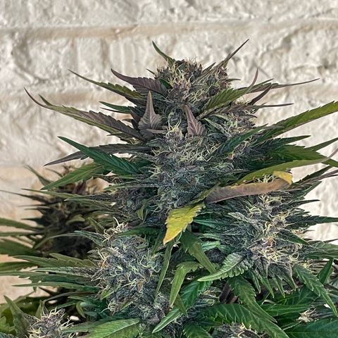 Purple Punch 🥊 3 - #1 - 42 Fast Buds growlog timeline photo